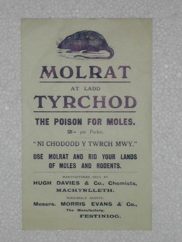 Molrat Poster